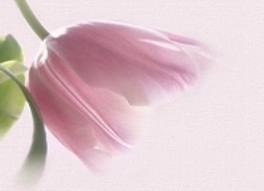 Psicóloga Natalia Romano - Foto 2